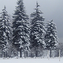 DSCF2825